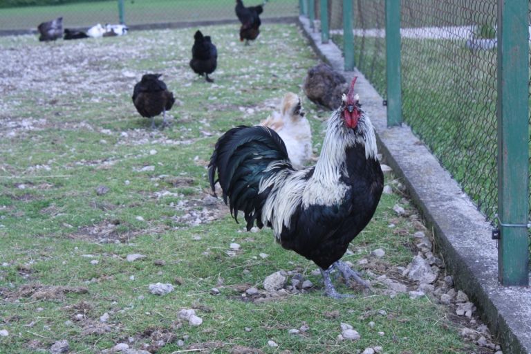 alpaka-ranc-pepito-prijatelji