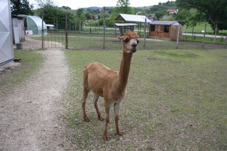 alpaka-ranc-pepito-prijatelji