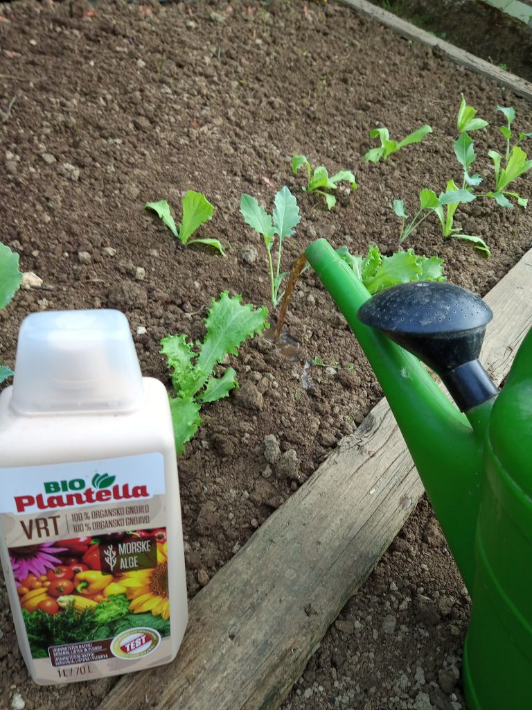 Plantella1-jul22.jpg