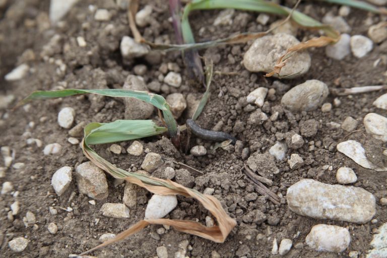 Sovke, gosenice, škoda