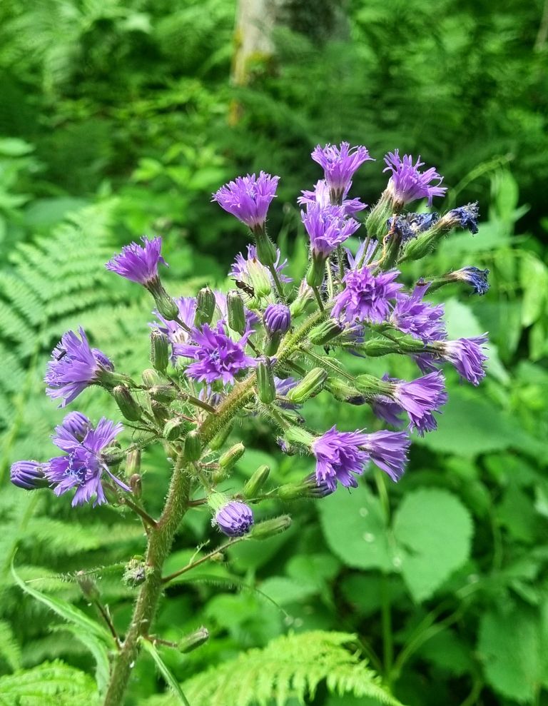 du-dolenjske-toplice, trdinova-pot