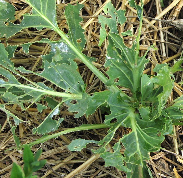 Plantella3-jul24.jpg