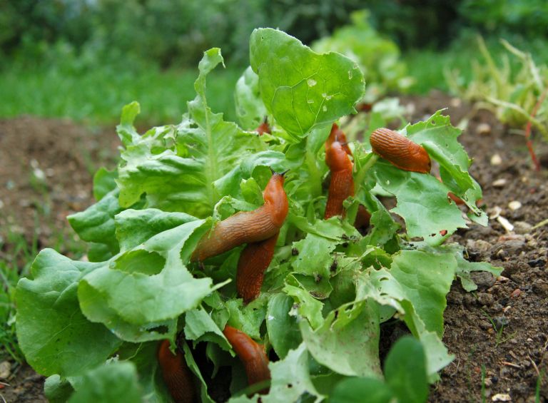 Plantella2-jul24.jpg