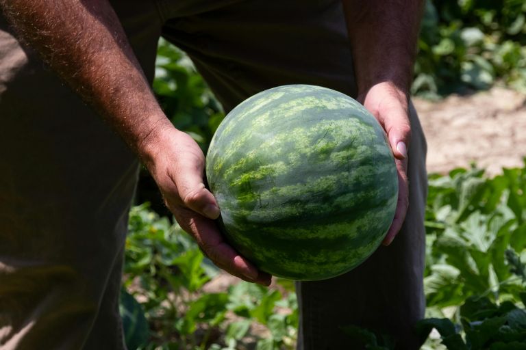 pexels-nc-farm-bureau-mark-2257345.jpg