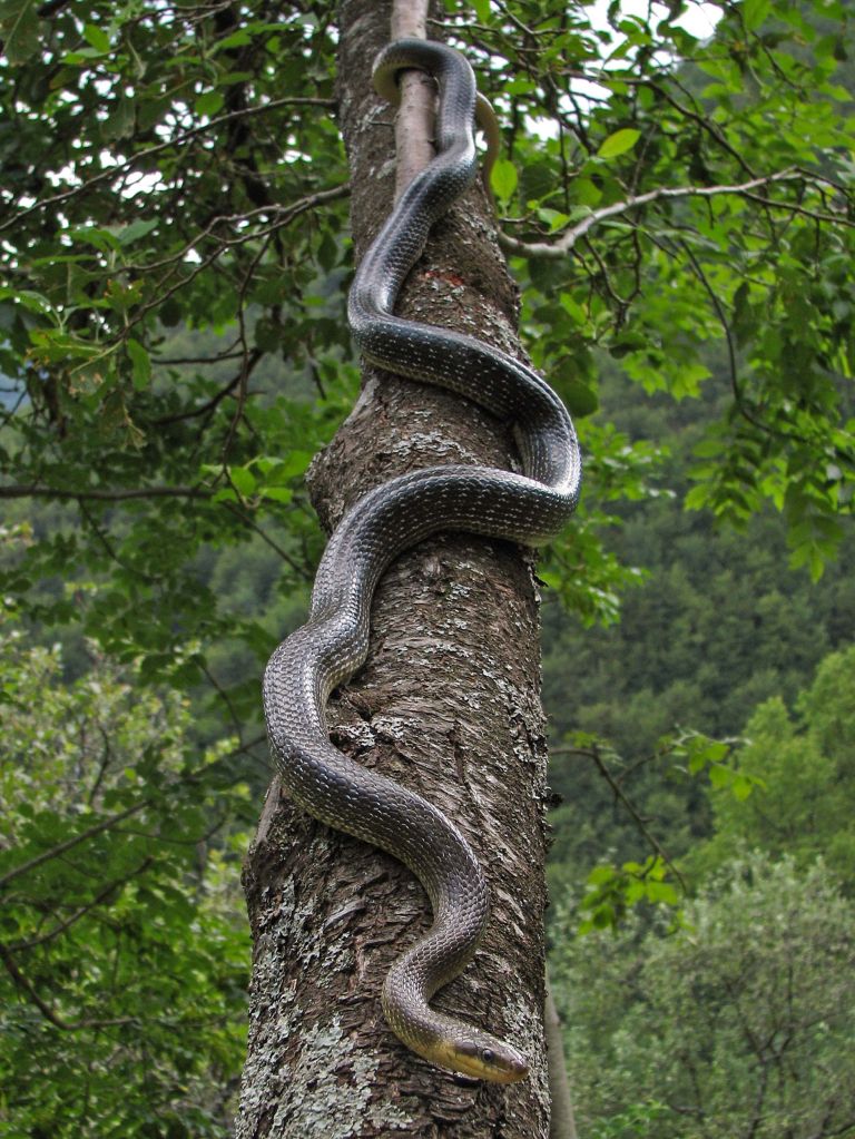 kace Navadni gož GP foto grisa planinc.jpg