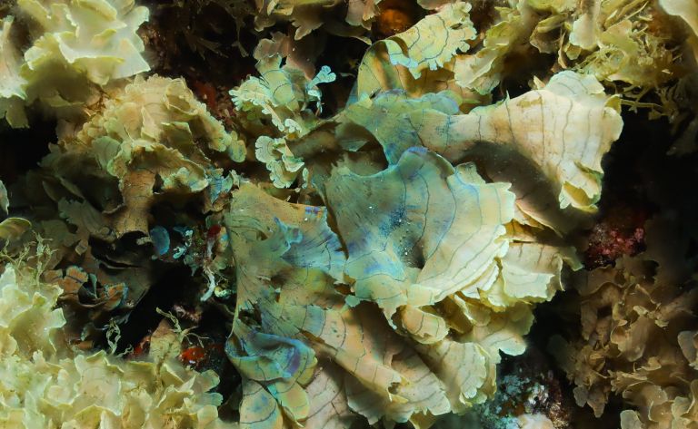 rjava alga.jpg