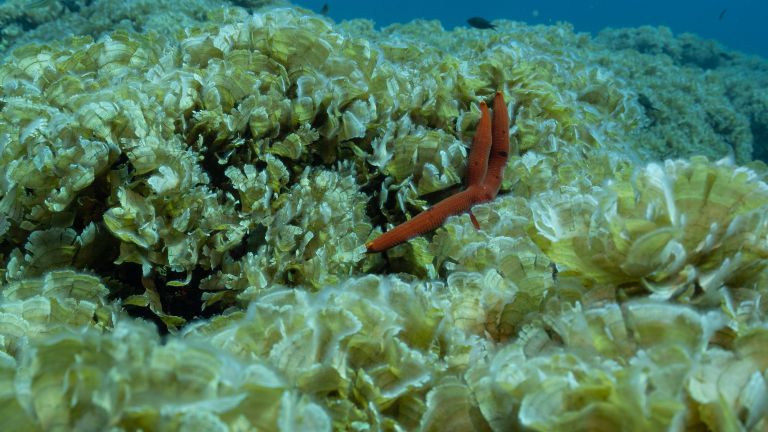 rjava alga3.jpg