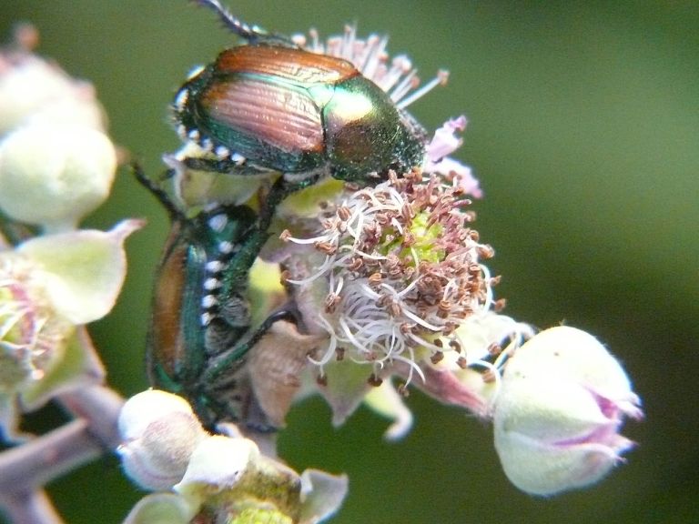 1280px-Popillia_japonica_eating_on_Rubus_flowers.jpg