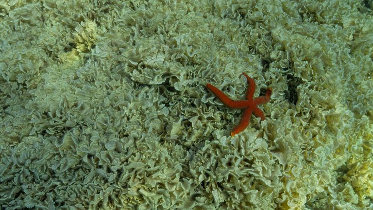 rjava alga2.jpg