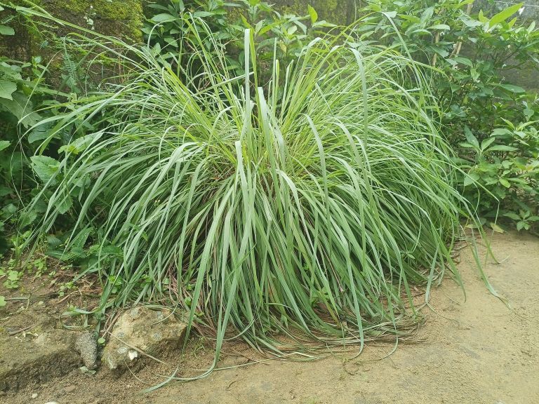 Home_grown_Cymbopogon_citratus.jpg