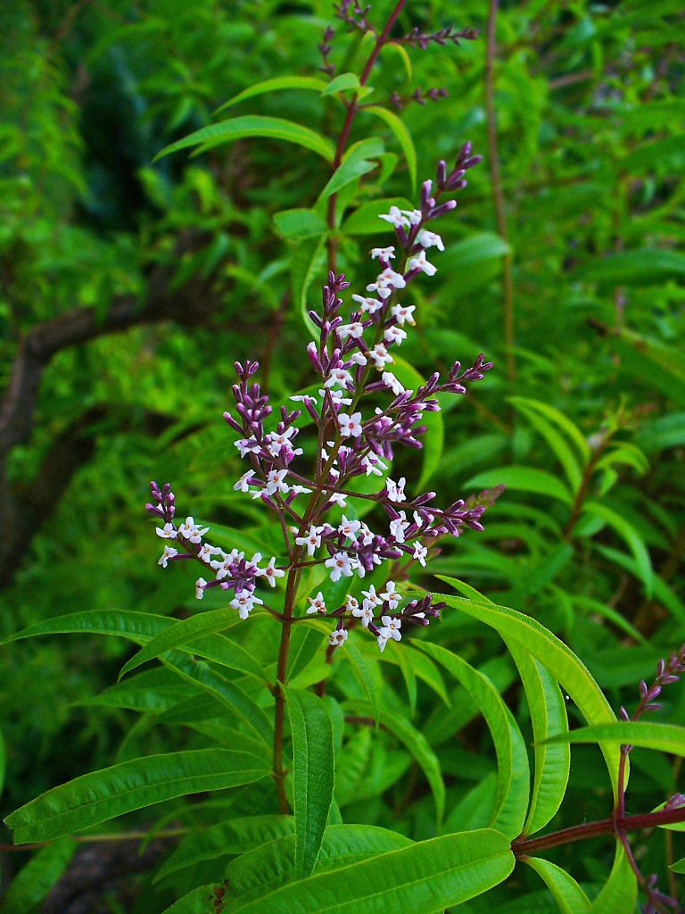 Aloysia_citriodora_002.jpg