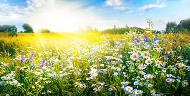 meadowscaping, trajnostni-vrt, preobrazba-vrta, okolje