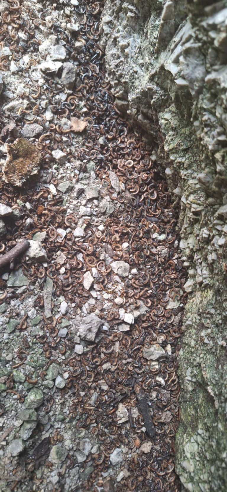 kačice osebni arhiv.jpg