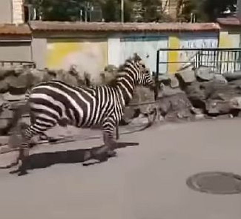 zebra, živalski vrt beograd.jpg