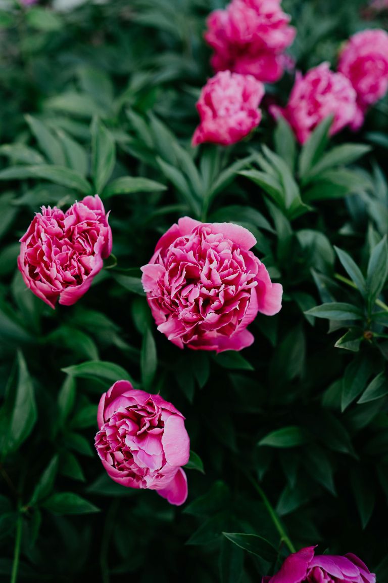 pexels-iriser-32048158.jpg