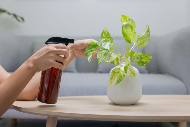 Zlati potos (Epipremnum aureum).jpg