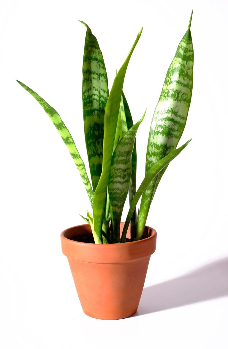 Taščin jezik (Sansevieria).jpg