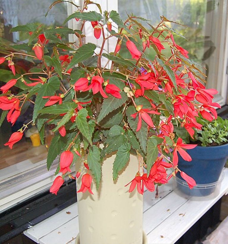 512px-Begonia_Bonfire.jpg