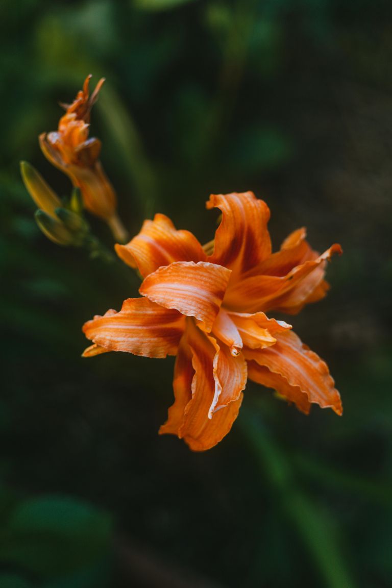 pexels-tatianeherder-10234077.jpg