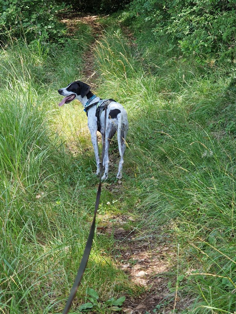 iskanje-pogrešanih-živali, psi, sabina-piber, ekipa-k9