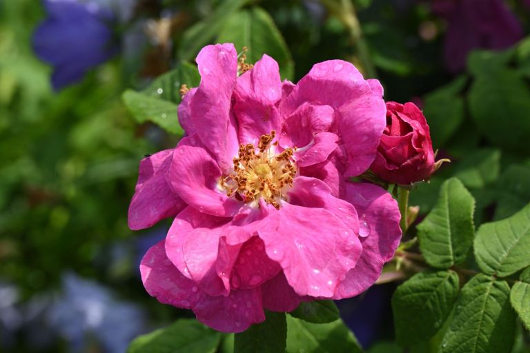 Apothecary's rose Rosa Gallica var. officinalis.jpg
