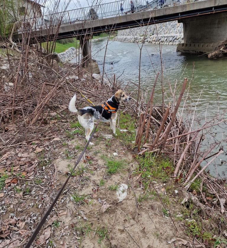iskanje-pogrešanih-živali, psi, sabina-piber, ekipa-k9