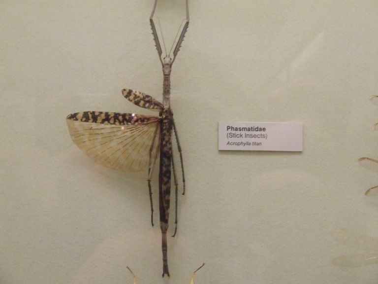 Acrophylla_titan_pinned.jpg