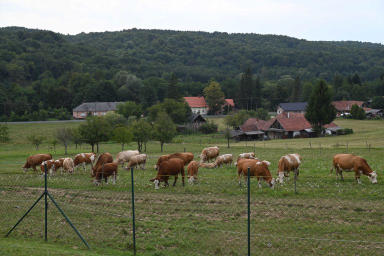 krava, bik, govedoreja, biki, krave, simbolicna