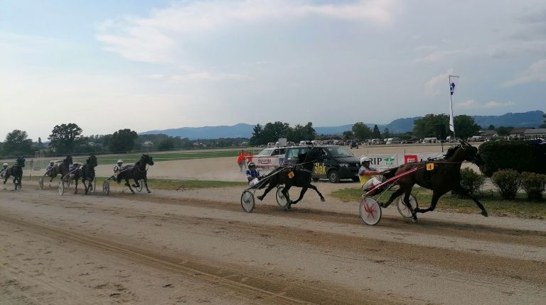 sentjernej, konj, kasastvo, 140-let