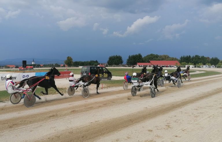 sentjernej, konj, kasastvo, 140-let