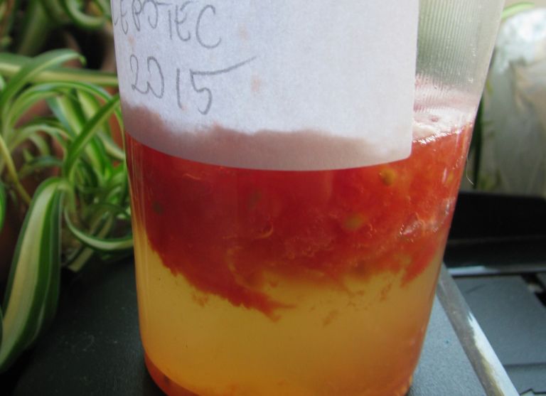 fermentacija semena paradižnik pomaga, da ohranimo kvalitetno kaljivost več let.JPG