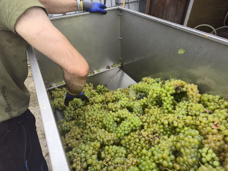 simbolična, bratva, grozdje, vinogradništvo, preša, grozd, trta, bolezen-trte