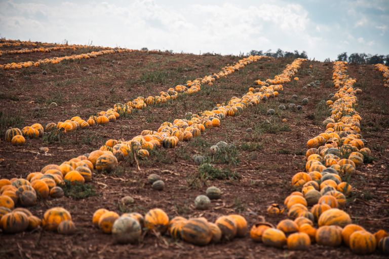 simbolična, tikve, buče, buča, kmetijstvo, polje, njiva