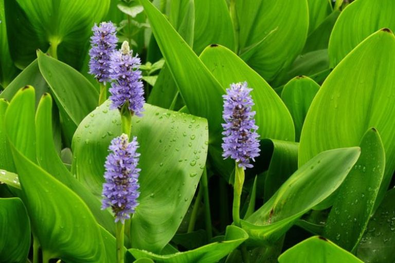 dl_36_pontederia_cordata.jpg