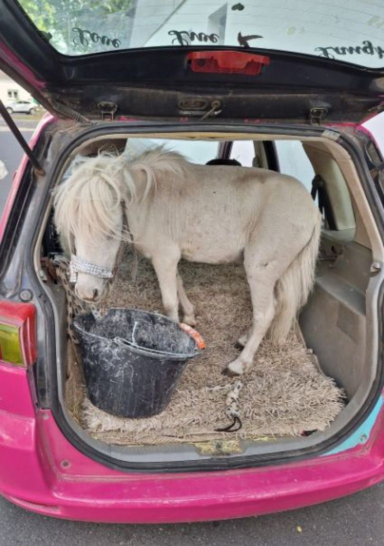 poni, avto.jpg