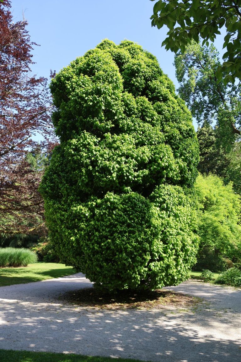 drevo prihodnosti.jpg