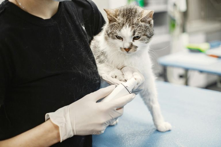 macke-dlaka-prebava-veterinar-pexels.jpg