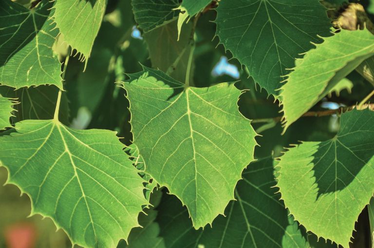 drevo lipa N1-80B_Tilia henryana_l4.jpg