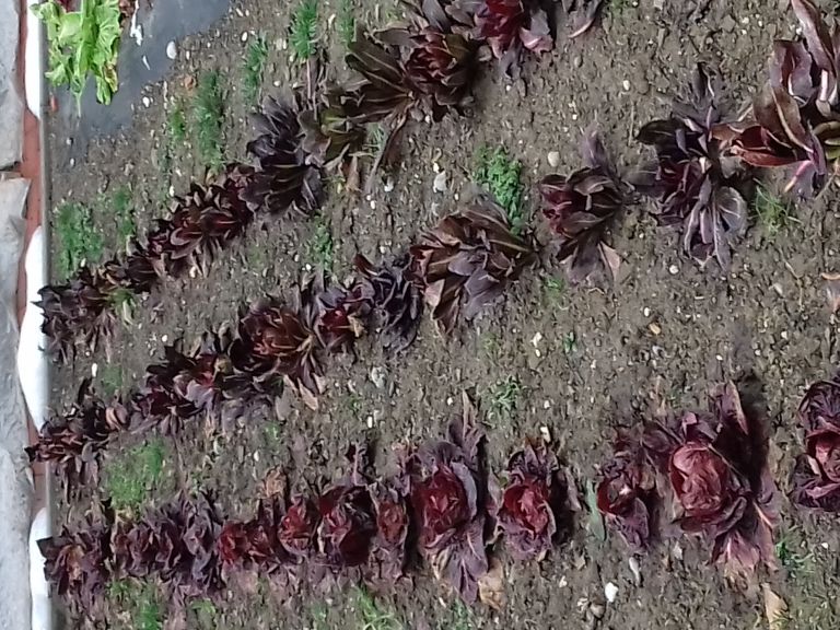 prezimni radič spomladi na vrtu.jpg