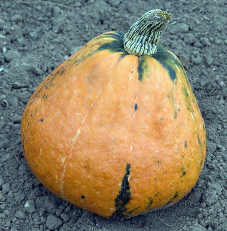 preverjeno - lakota.jpg