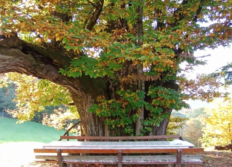 Gašperjev kostanj blizu