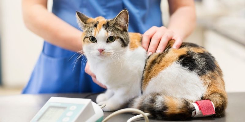 veterinar, mačka, simbolična