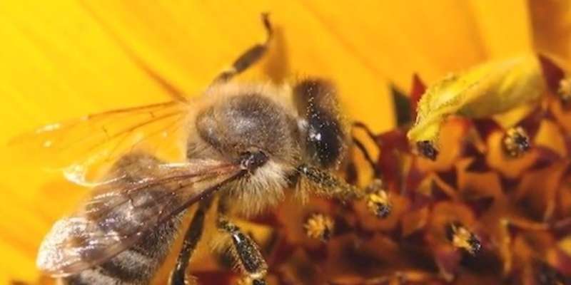 Mednarodno tekmovanje mladih čebelarjev ima himno