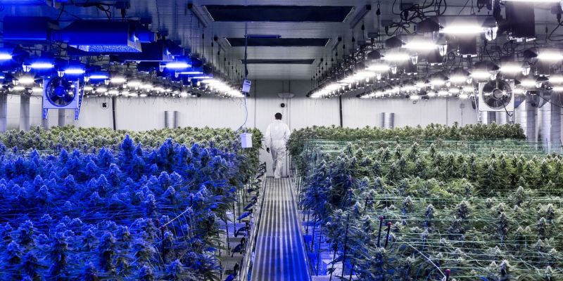 marihuana.jpg