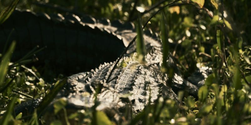 aligator.jpg