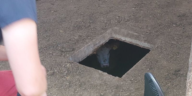 teliček jama.jpg