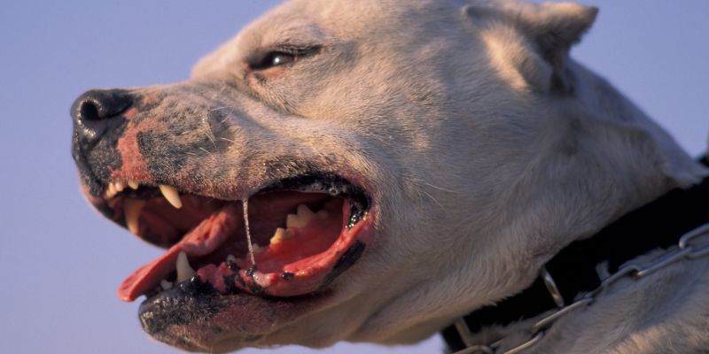 argentinska doga