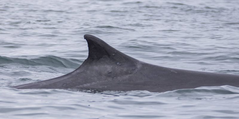 Balaenoptera physalus morski kit brazdati kit
