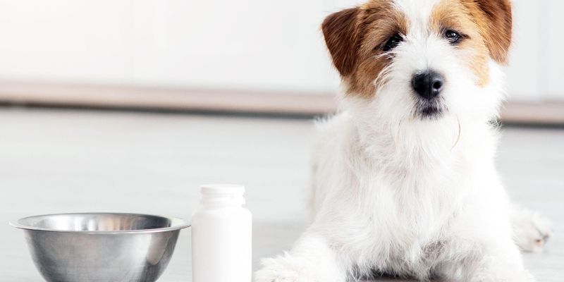 pes, prehranski dodatki, vitamini