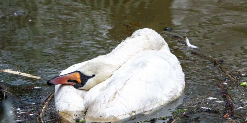 mrtev labod, ptičja gripa